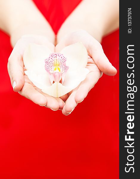 Woman's hands holding an orchid on red background