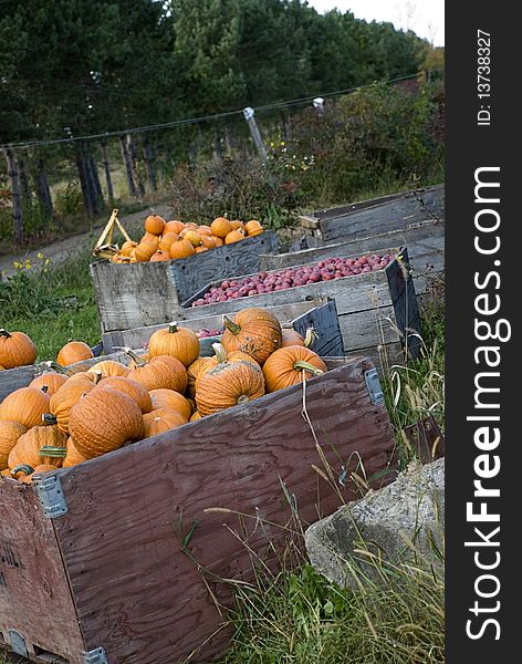 Various pumpkins and apples at an orchard in autumn. Various pumpkins and apples at an orchard in autumn