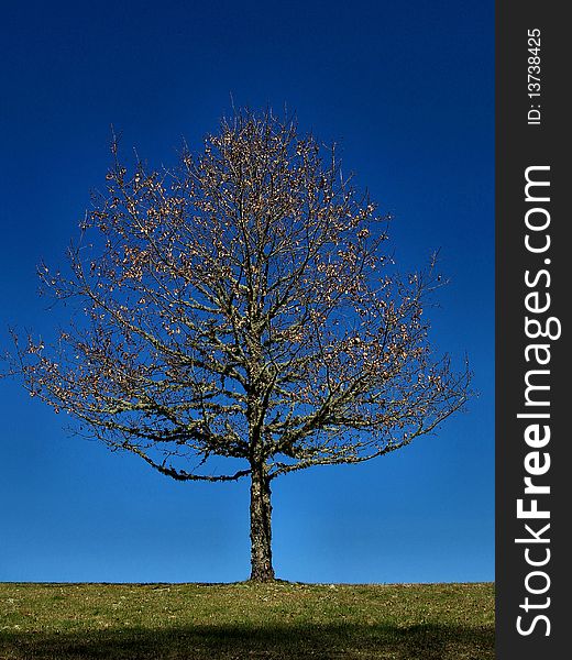 A tree standing on its own in the grounds of Chateaux de Sedieres, Correze France. A tree standing on its own in the grounds of Chateaux de Sedieres, Correze France