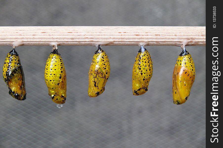 Detail of a chrysalises of a tropical butterfly. Detail of a chrysalises of a tropical butterfly