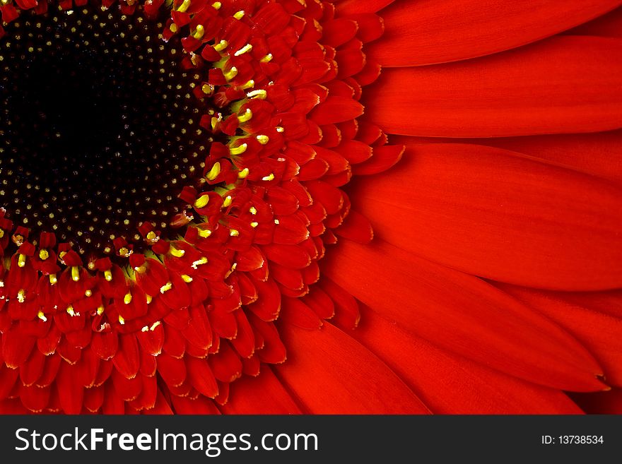 Red flower gerbera in macro view. Red flower gerbera in macro view.