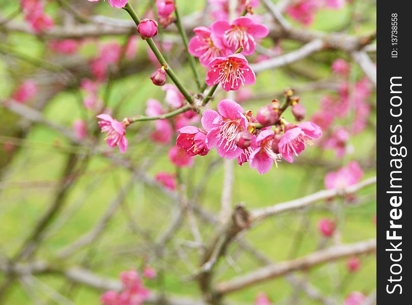 Beautiful spring japanese cherry blossom. Beautiful spring japanese cherry blossom