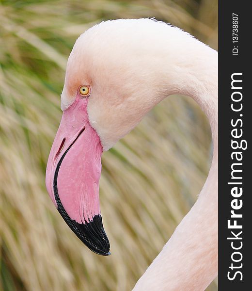 Flamingo - portrait of a pink flamingo