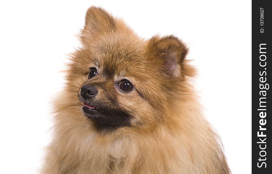 Amused young pomeranian spitz portrait