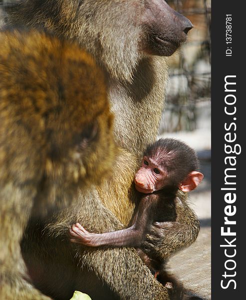 Close up of baboon family with baby