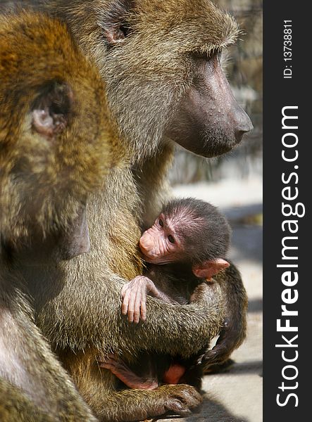 Baboon monkey feeding its baby