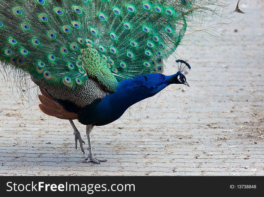 Indian Peafowl, Peacock, or bird of Juno (Pavo cristatus) in the Moscow zoo. Indian Peafowl, Peacock, or bird of Juno (Pavo cristatus) in the Moscow zoo.