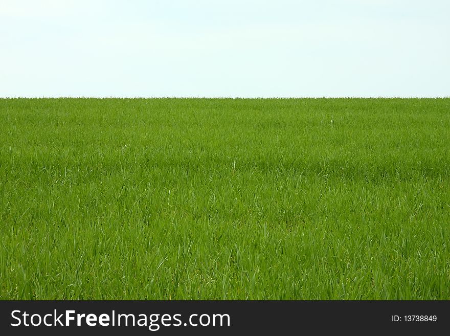 A green wheat field is a cloudy day. A green wheat field is a cloudy day