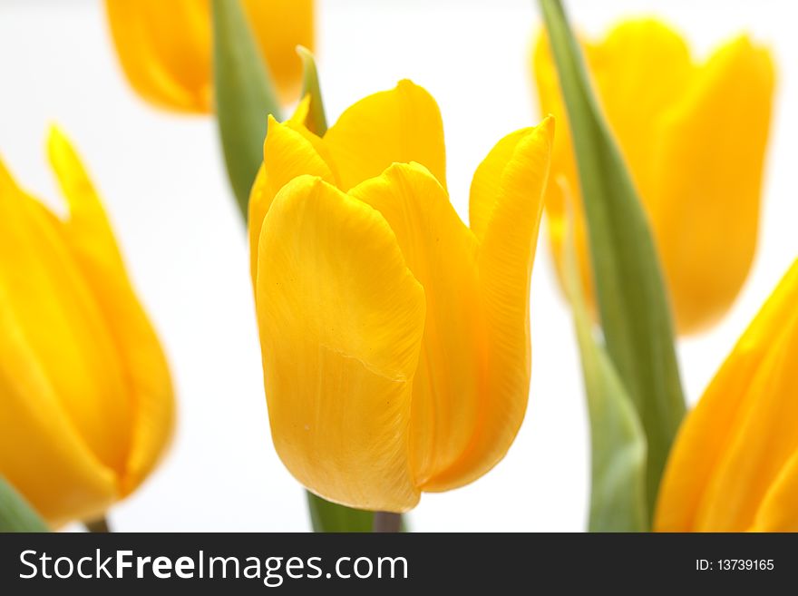 Yellow tulips is isolated on white background