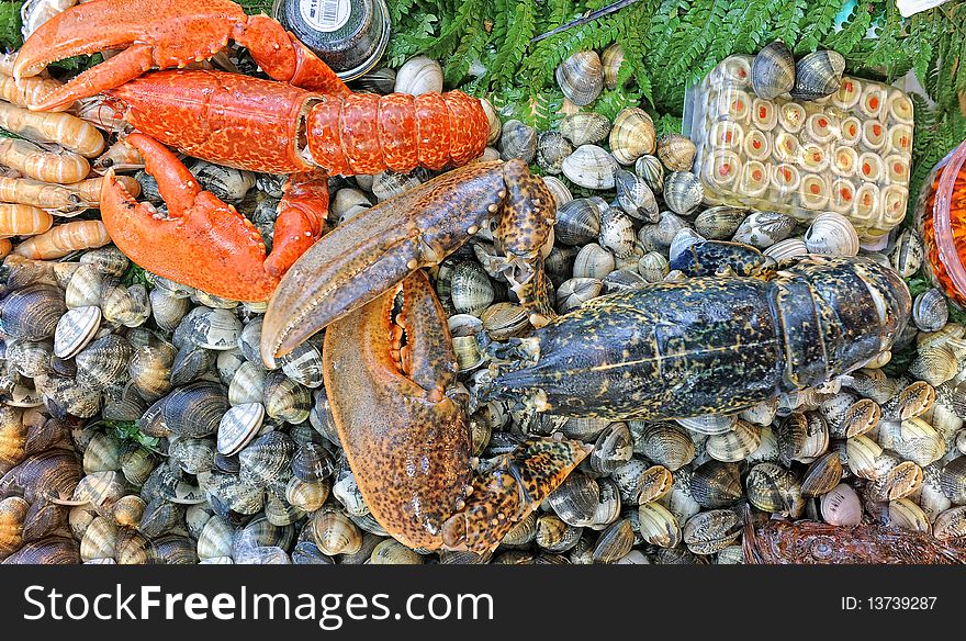 Seashells and two lobster at stand. Seashells and two lobster at stand