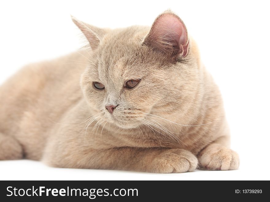 British Cream Shorthair cat , isolated on white background