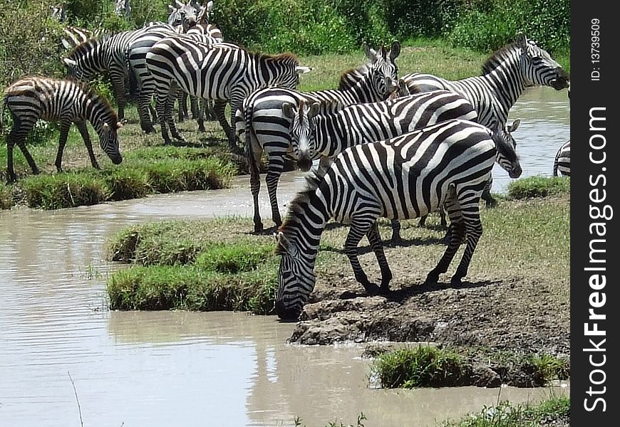 Un gruppo di zebre si dissetano nel parco nazionale del Serengeti