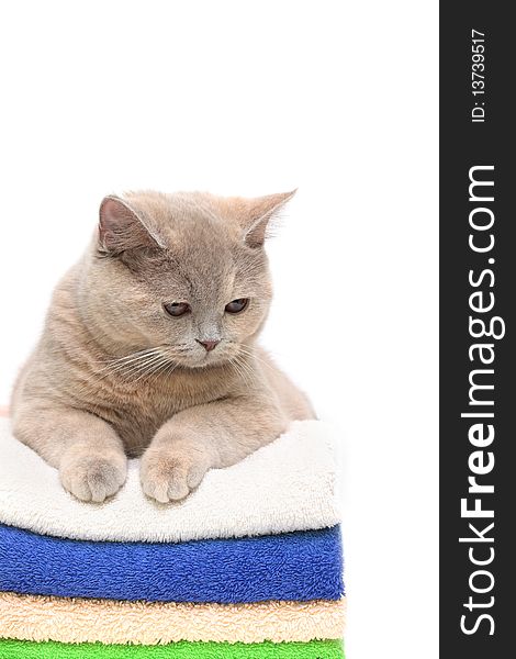 Cat on a stack of clean colorful towels, isolated in white. Cat on a stack of clean colorful towels, isolated in white