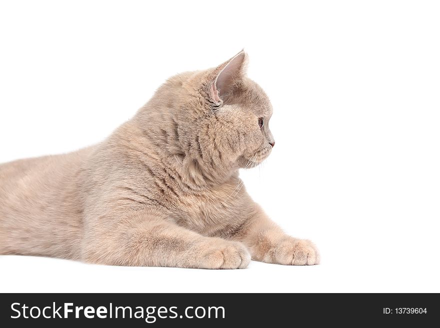 British Cream Shorthair cat , isolated on white background