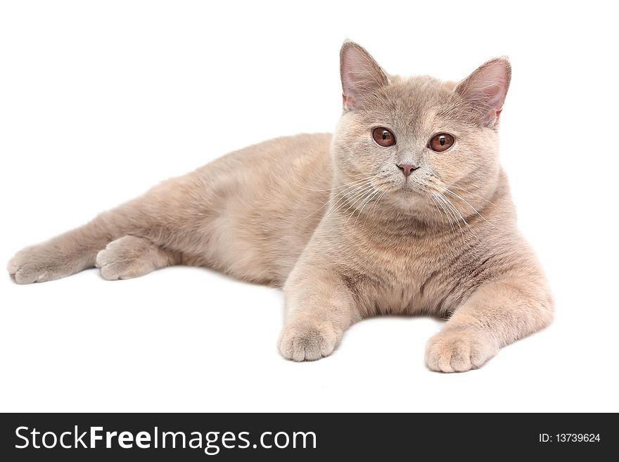 British Cream Shorthair cat , isolated on white background