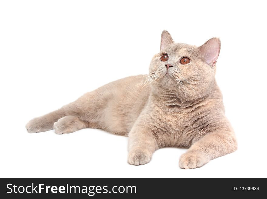 British Cream Shorthair Cat