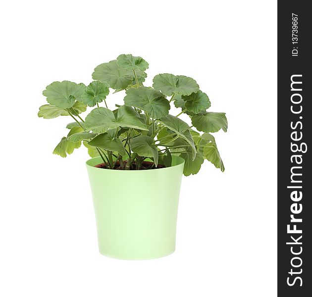 Geranium in a green pot, isolated on white
