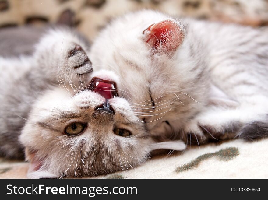 Two kitten fight, kitten biting the cheek another kitten in the game