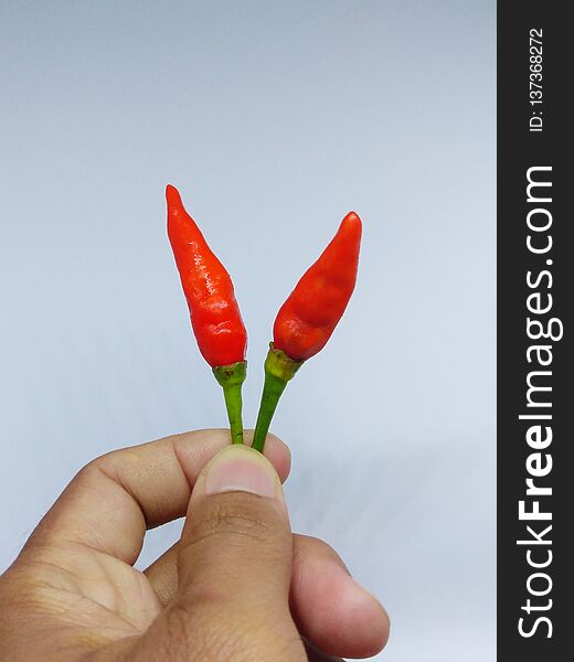 Red hot chili on white background ,taken with mini studio photo