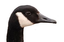 Canada Goose Head Isolated Stock Image