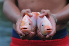 Two Fishes In Hands Stock Photography Two Fishes In Hands Stock Photography
