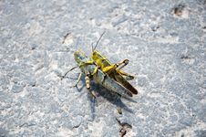 Grasshopper Stock Image