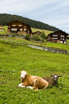 Gimmelwald Cows Stock Photo Gimmelwald Cows Stock Photo