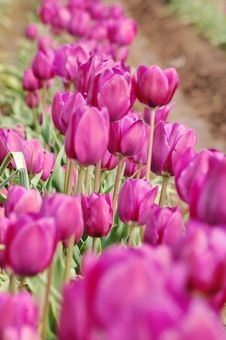 Purple Tulips Closeup Stock Photo