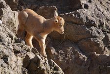 Barbary Sheep Juvenile Royalty Free Stock Images Barbary Sheep Juvenile Royalty Free Stock Images