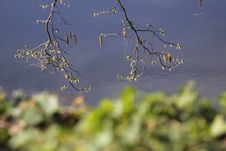 Branches Over River Royalty Free Stock Photo Branches Over River Royalty Free Stock Photo