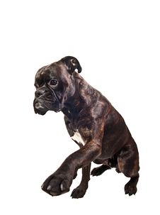 Boxer Dog Asking For Food Giving Leg Trick Royalty Free Stock Image Boxer Dog Asking For Food Giving Leg Trick Royalty Free Stock Image
