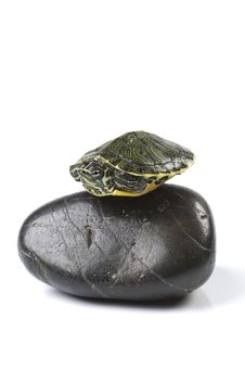 Nice Turtle Stock Photos Nice Turtle Stock Photos