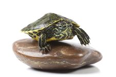 Nice Turtle Stock Images Nice Turtle Stock Images