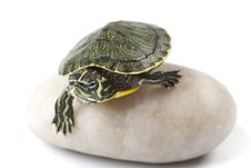 Nice Turtle Royalty Free Stock Images Nice Turtle Royalty Free Stock Images