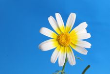 Daisy Background Stock Images Daisy Background Stock Images