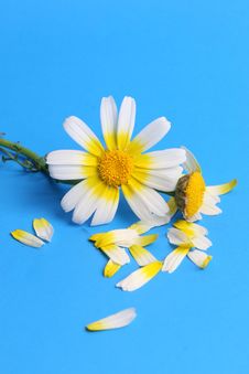 Daisy Background Royalty Free Stock Photos Daisy Background Royalty Free Stock Photos