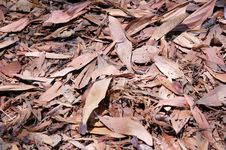 Dry Leaf Stock Photos