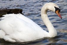 Swan In The River Vltava In Prague. Old Europe Royalty Free Stock Photos Swan In The River Vltava In Prague. Old Europe Royalty Free Stock Photos