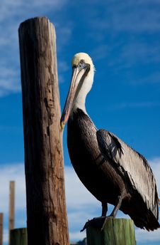 Brown Plelican Sits On Piling Stock Image Brown Plelican Sits On Piling Stock Image