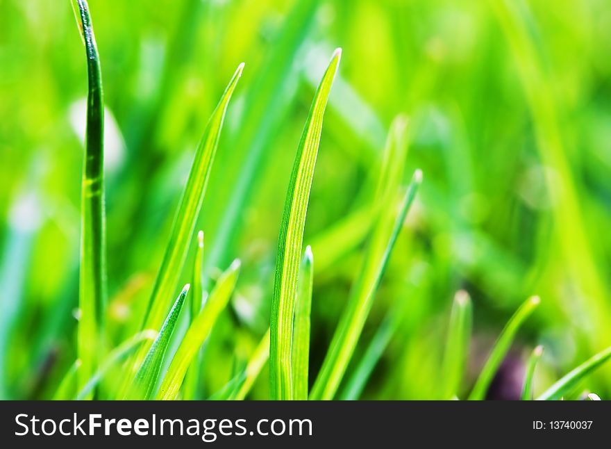 Macro Shot Of Green Grass Leaves