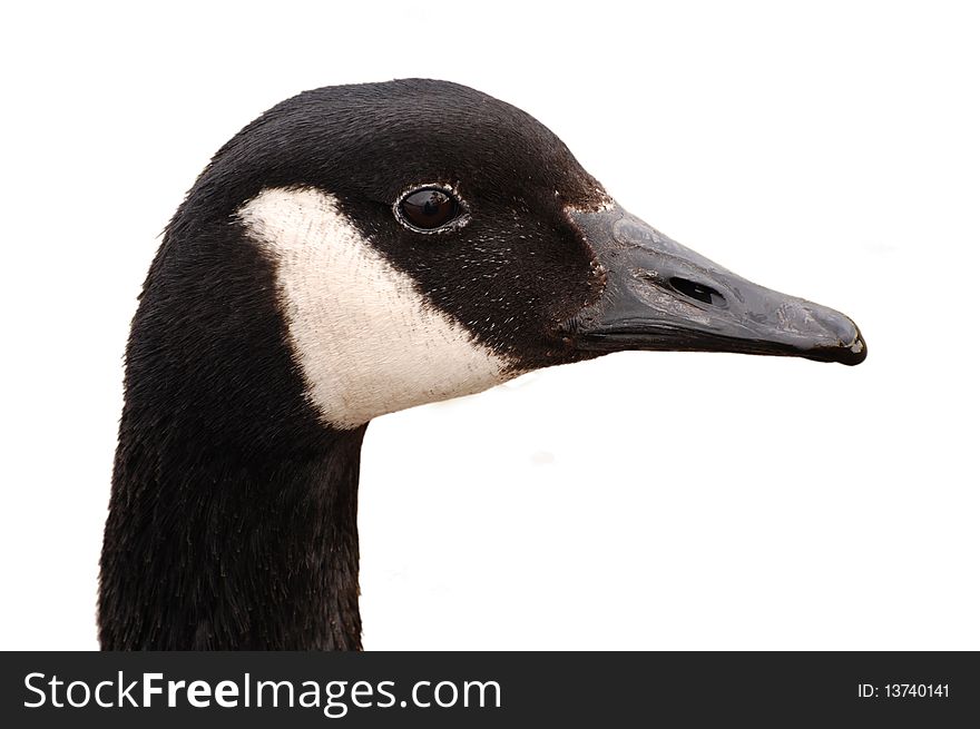 Canada Goose Head Isolated