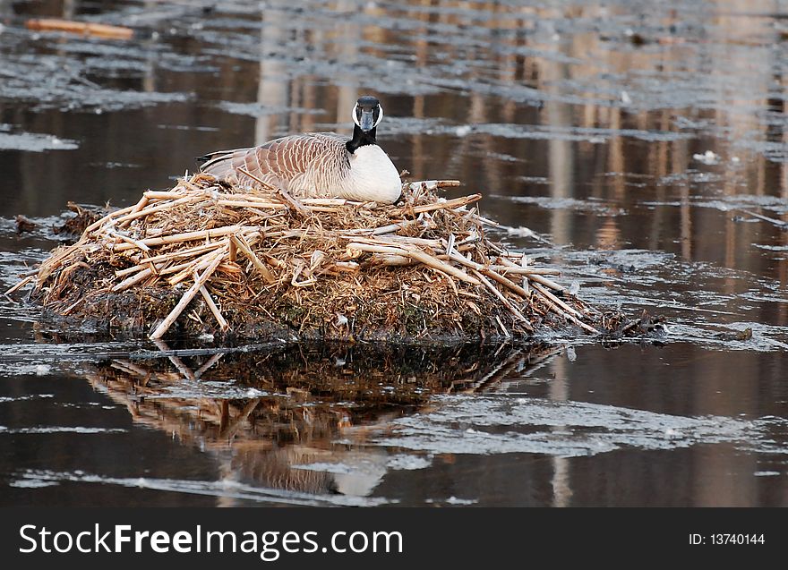 Mother Canada goose no nest in pond, watching you. Mother Canada goose no nest in pond, watching you