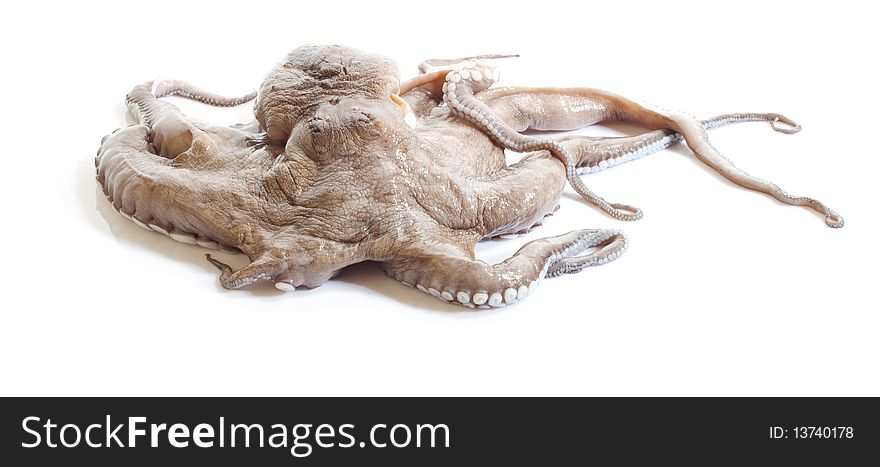 Polypus isolated on a white background