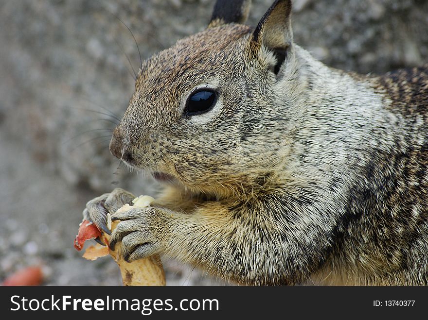 A Squirrel eating a peanut