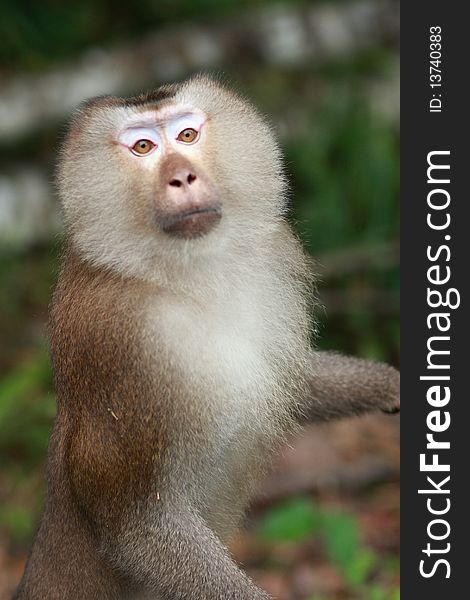 An image of a monkey