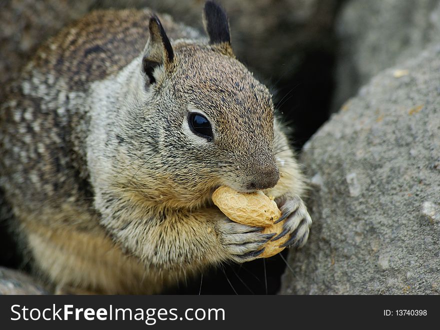 Squirrel eating a peanut on a rock