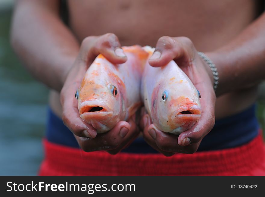 Two fishes in hands of the fisherman