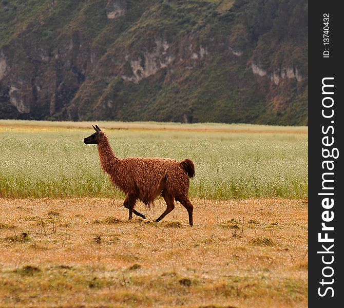 The llama runs through a meadow in the Ecuadorian Andes