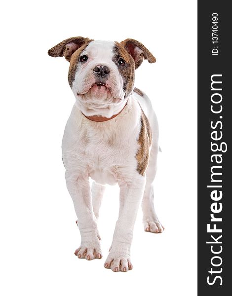 American bulldog puppy isolated on a white background