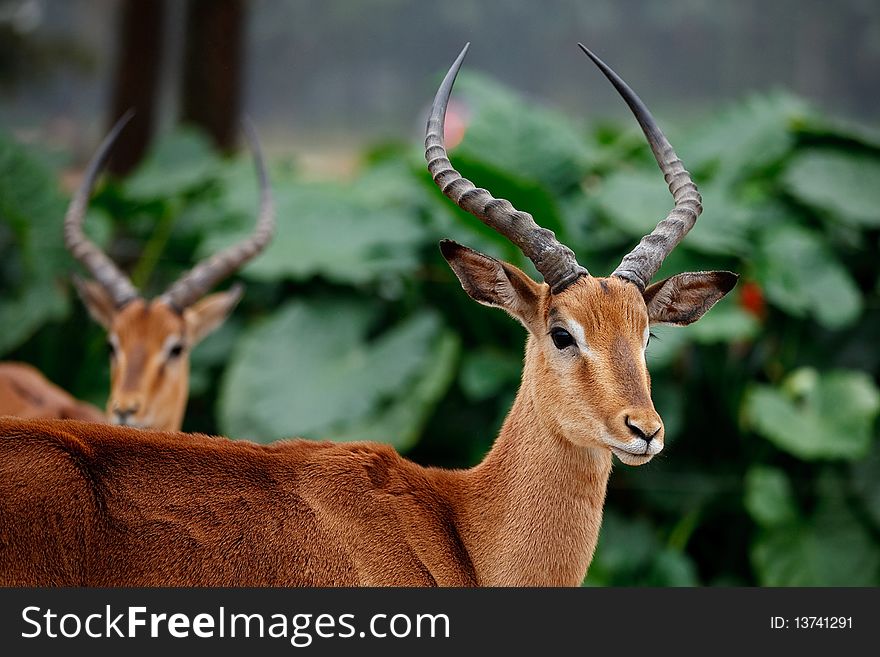 An antelope or a gazelle just in front of other antelope in forest. An antelope or a gazelle just in front of other antelope in forest